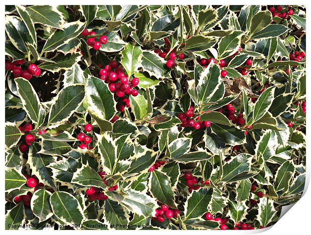 Christmas holly bellies and leaves Print by Robert Gipson