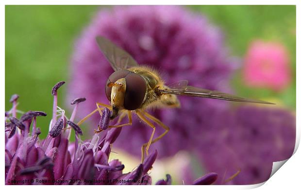 Hoverfly on purple flower Print by Robert Gipson