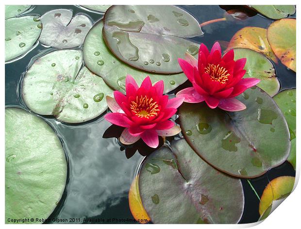 LIly and pads. Nelumbonaceae Print by Robert Gipson