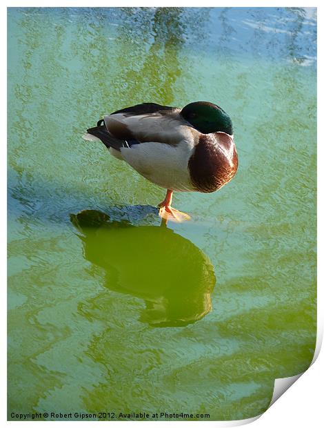 One legged Mallard duck Print by Robert Gipson