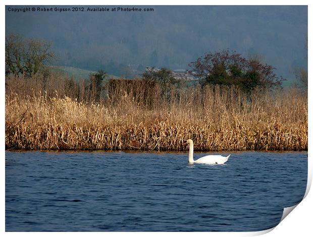 Swan on water Print by Robert Gipson
