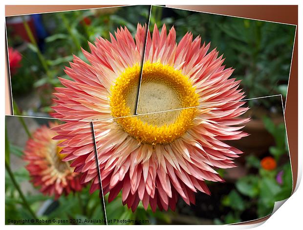 Framed Helichrysum Print by Robert Gipson