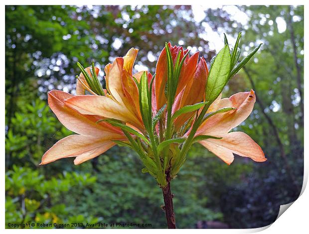 Rhododendron in Orange Print by Robert Gipson