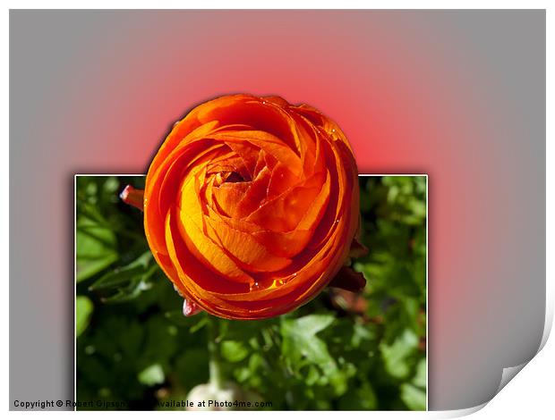 Red Flower with a glow Print by Robert Gipson