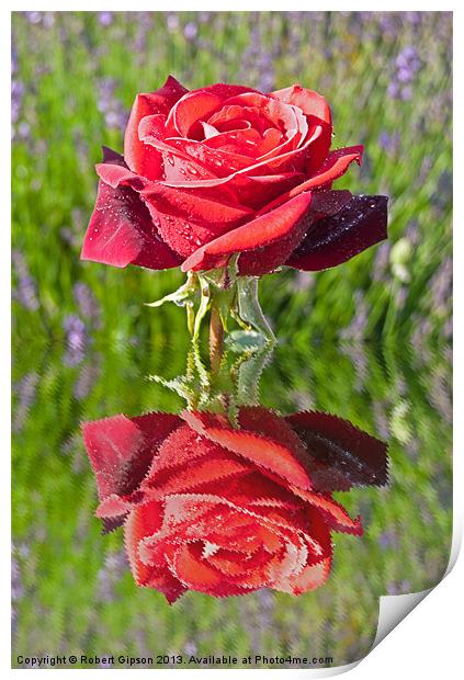 Red Rose in reflect Print by Robert Gipson