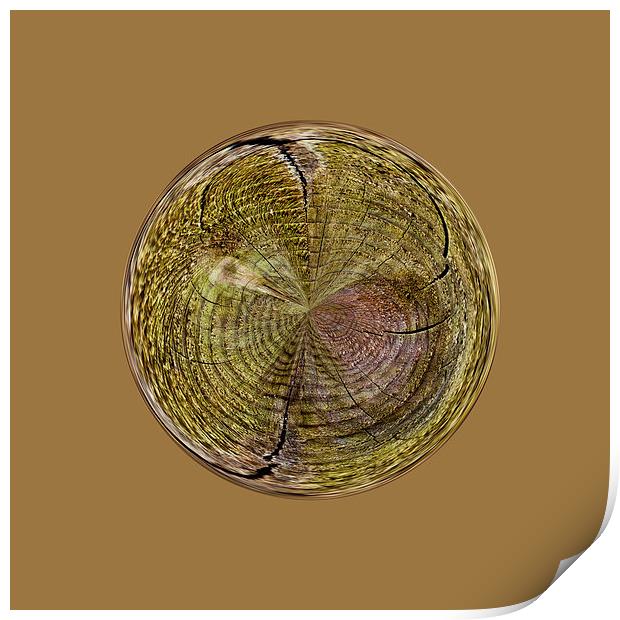 Tree rings in the globe Print by Robert Gipson