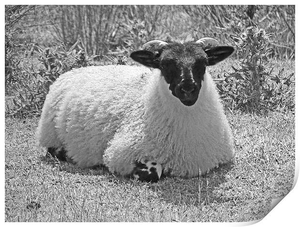North York Moors sheep Print by Robert Gipson