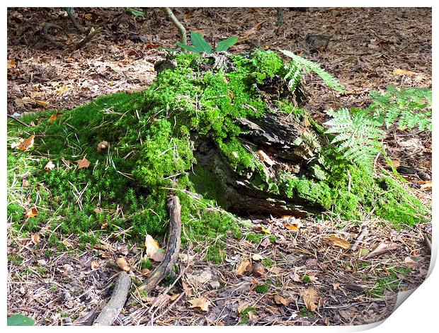 Fern on Decaying wood Print by Robert Gipson