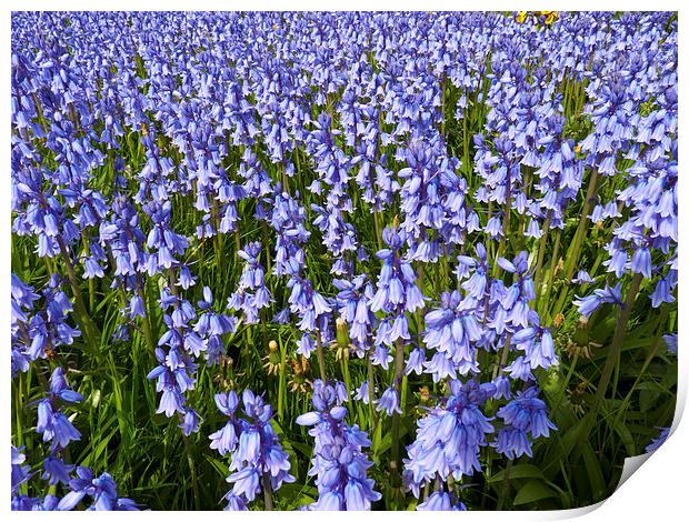 Sea of Bluebells Print by Robert Gipson