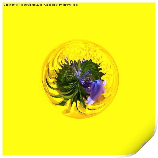  Bluebell in Dandelion globe abstract, Print by Robert Gipson