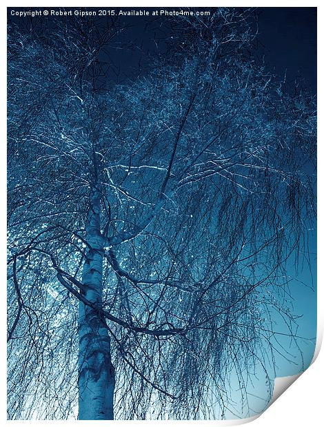 Tree in blue light  Print by Robert Gipson