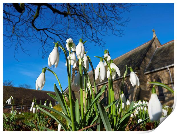   Snowdrops in the English church Print by Robert Gipson