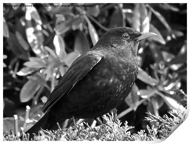  Blackbird in black and white Print by Robert Gipson