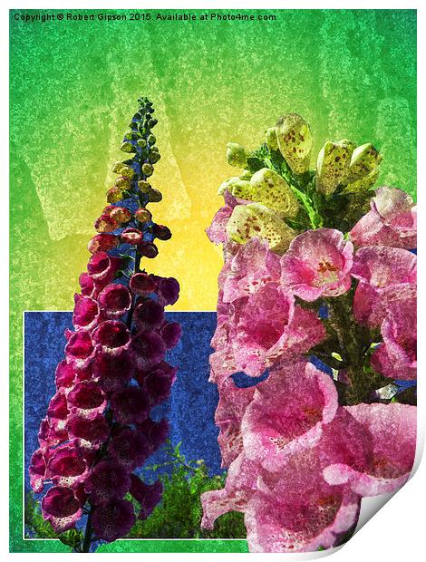   Two Foxglove flowers on texture and frame Print by Robert Gipson