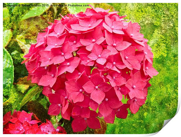 Pink Hydrangea flower on textured background Print by Robert Gipson