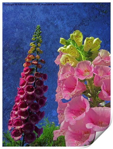   Two Foxglove flowers with textured background Print by Robert Gipson