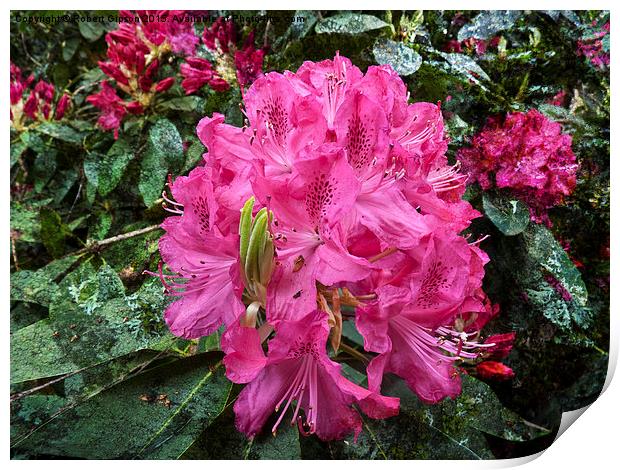   Rhododendron flower bloom with texture. Print by Robert Gipson
