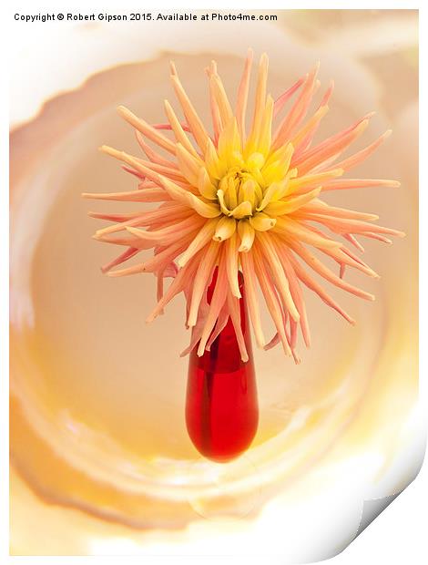  A summer flowering dahlia bloom in a red vase. Print by Robert Gipson