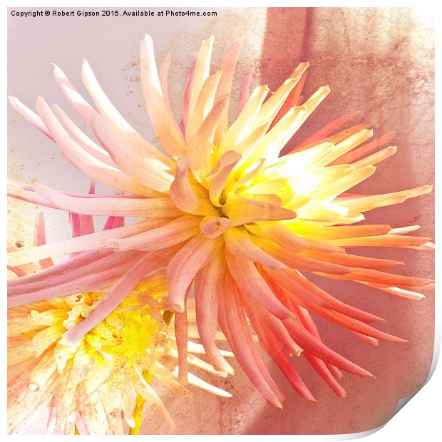     A summer Dahlia flower with added  texture Print by Robert Gipson