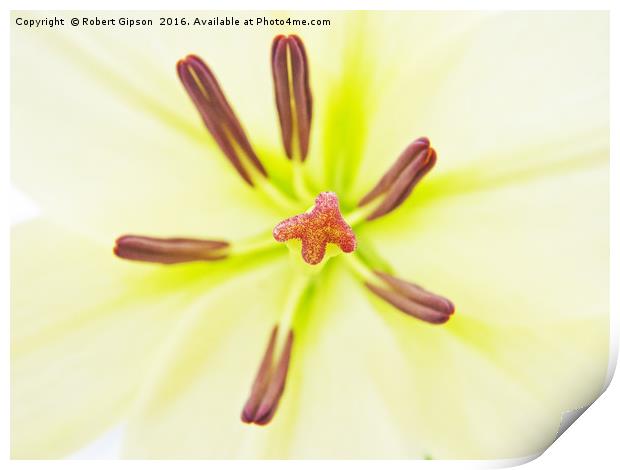 Lily flower close up. Print by Robert Gipson