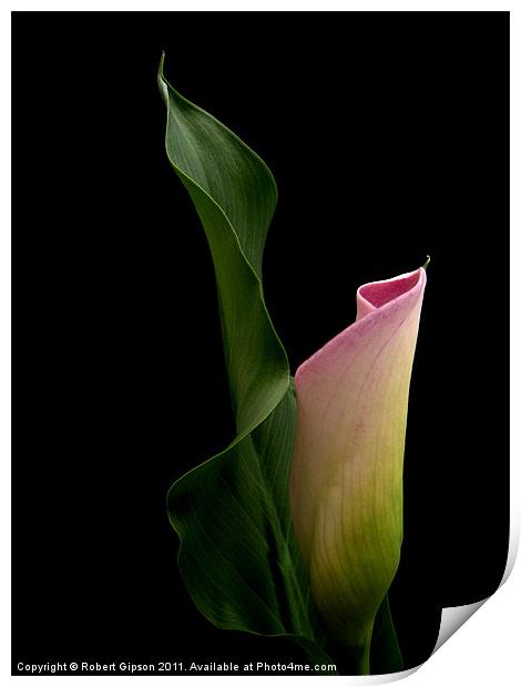 Calla Lily Print by Robert Gipson
