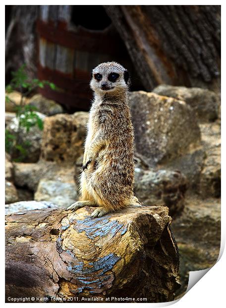 Meerkat - The Poser Canvases & Prints Print by Keith Towers Canvases & Prints
