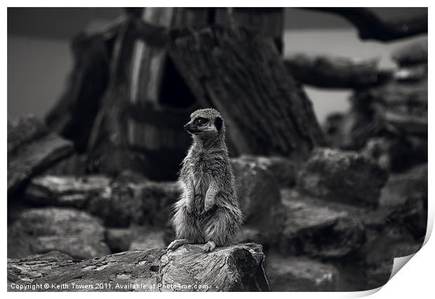 Meerkat Canvases and prints Print by Keith Towers Canvases & Prints