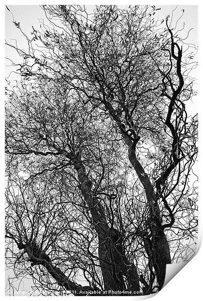 Winter Trees Canvases and Prints Print by Keith Towers Canvases & Prints
