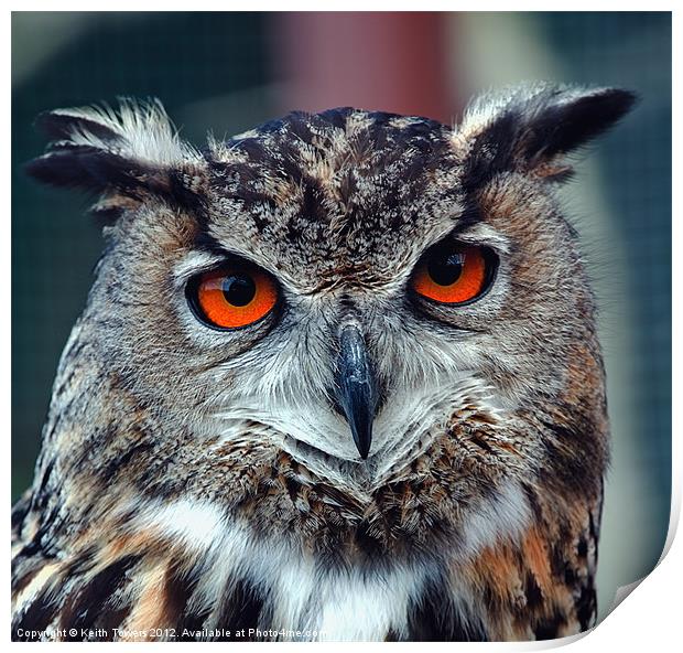 Eurasian Eagle Owl Canvases and Prints Print by Keith Towers Canvases & Prints