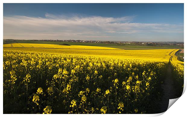 Dorchester Rapeseed Print by Daniel Bristow