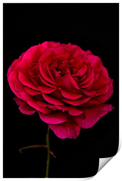 Dark Pink Rose Black Background Print by Steve Purnell
