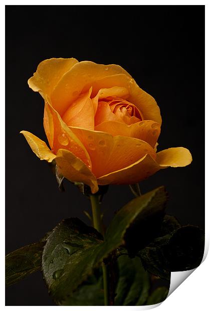 Orange Rose Print by Steve Purnell