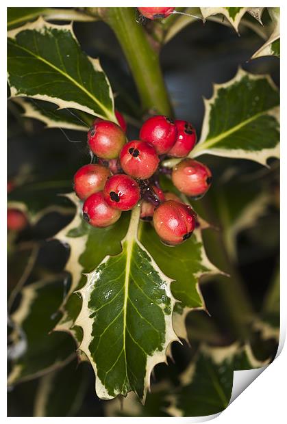 Holly and berries Print by Steve Purnell