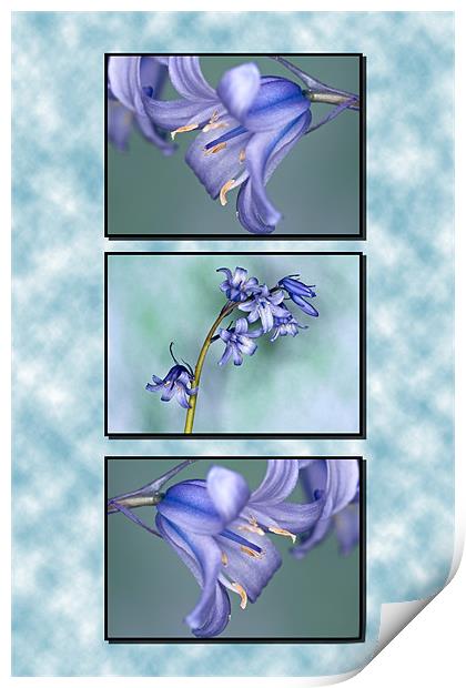 Bluebells Triptych Print by Steve Purnell