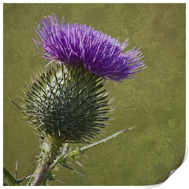 Spear Thistle with Texture Print by Steve Purnell