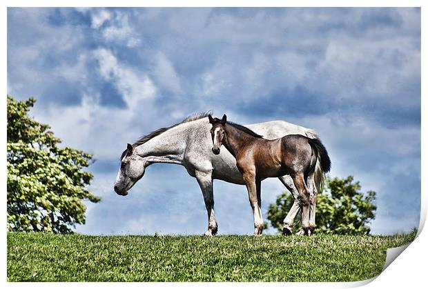 Mare and Foal Print by Steve Purnell