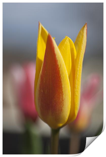 Red and YellowTulip Print by Steve Purnell