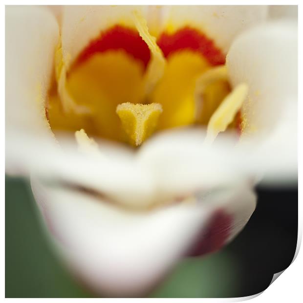 Tulip Close Up Print by Steve Purnell