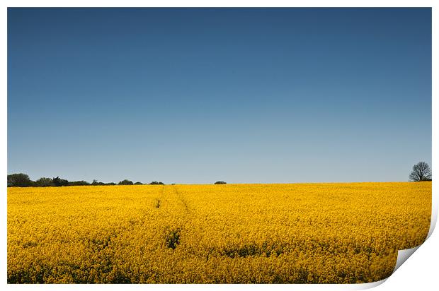 Field of Gold Print by Steve Purnell