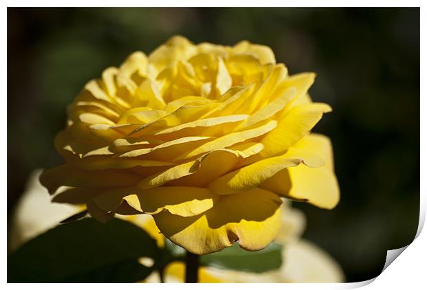 Yellow Rose Print by Steve Purnell