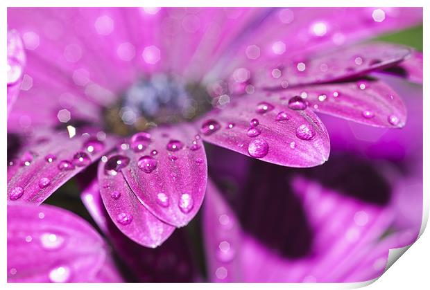 Purple Osteospermum 4 Print by Steve Purnell