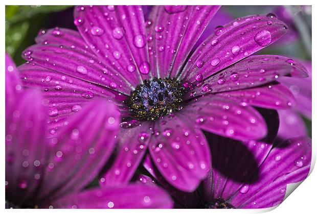 Purple Osteospermum 5 Print by Steve Purnell