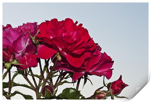 Red Roses 2 Print by Steve Purnell