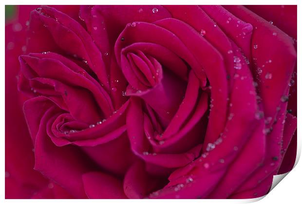 Pink Rose 1 Print by Steve Purnell