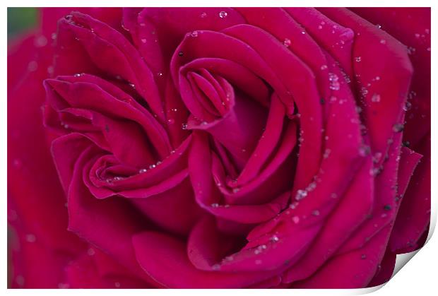 Pink Rose 2 Print by Steve Purnell