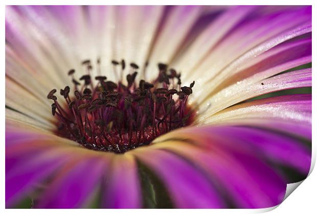 Mesembryanthemum 4 Print by Steve Purnell