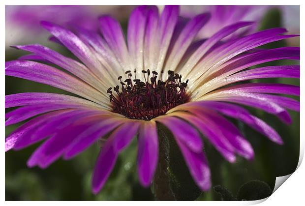 Mesembryanthemum 5 Print by Steve Purnell