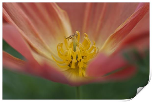 Coral Poppy 2 Print by Steve Purnell