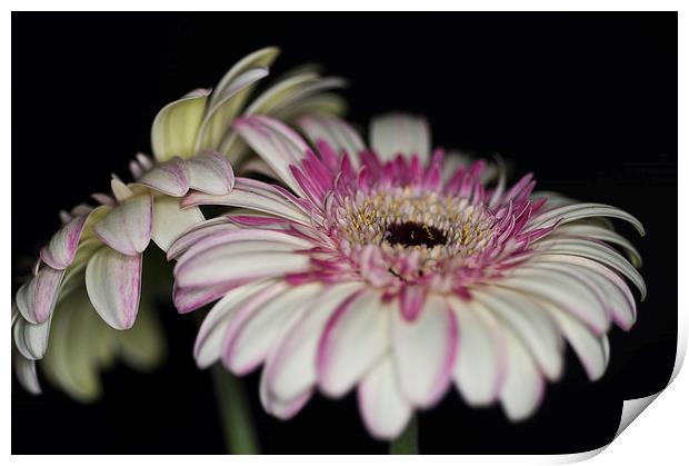 Pink and White Gerbera 1 Print by Steve Purnell