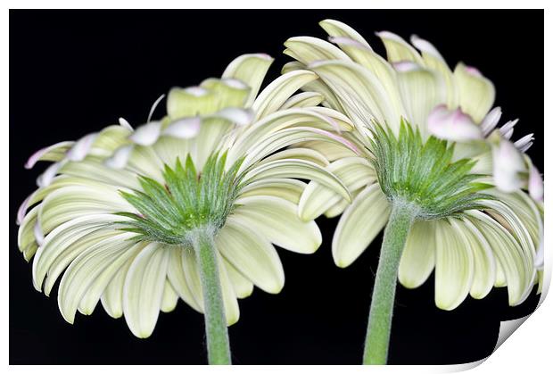 Gerbera Farewell Print by Steve Purnell